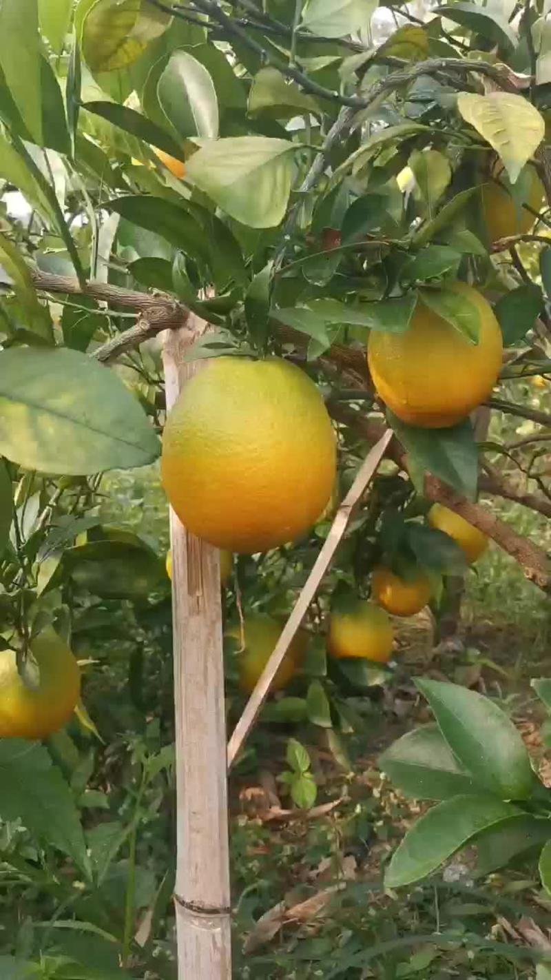 纽荷尔脐橙苗，包正宗假一赔十，提供免费种植技术支持