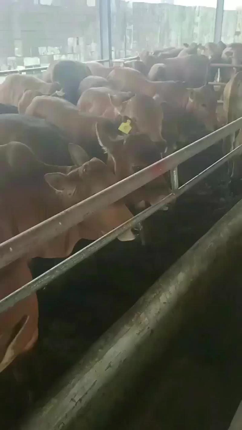 广西西门塔尔牛养殖场广西西门塔尔牛养殖技术广西西门塔尔牛
