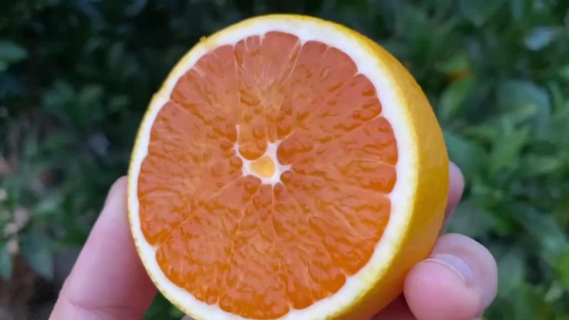 2023年秭归九月红鲜橙，皮薄多汁，口感甜，无核化渣