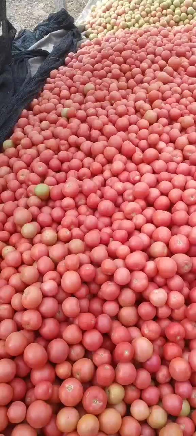 西红柿硬粉番茄河南沙瓤番茄大量上市中