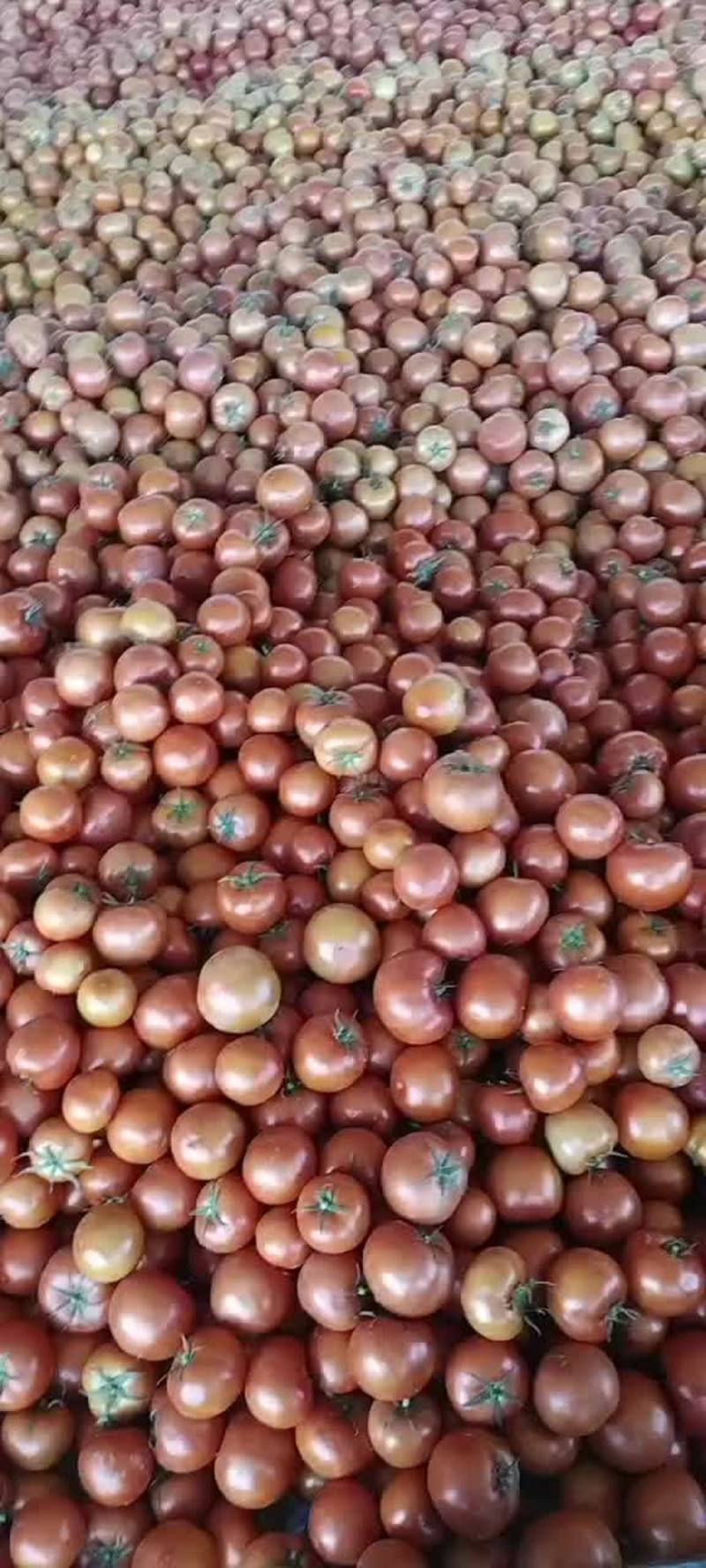【实力】精品硬粉西红柿产地直发，货足量大，长期供应中