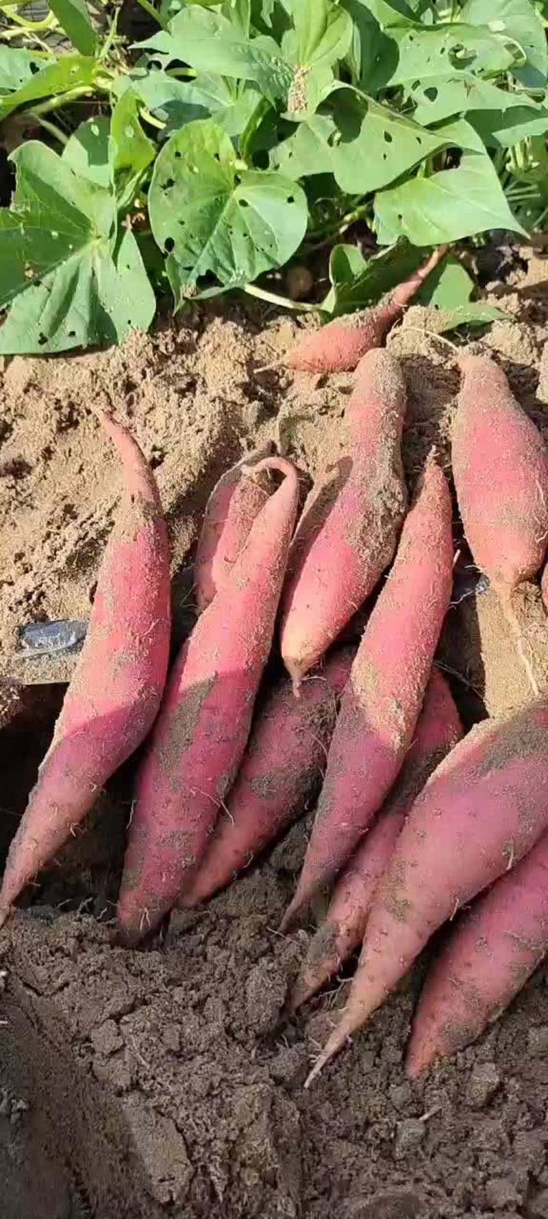 山东平度沙地红薯精品西瓜红红薯产地直发货量充足