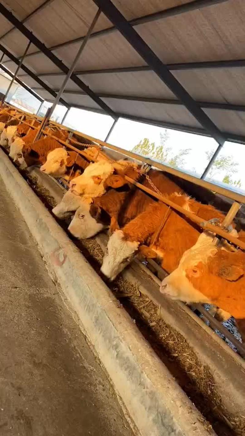 西门塔尔牛犊包运输包技术提供养殖技术