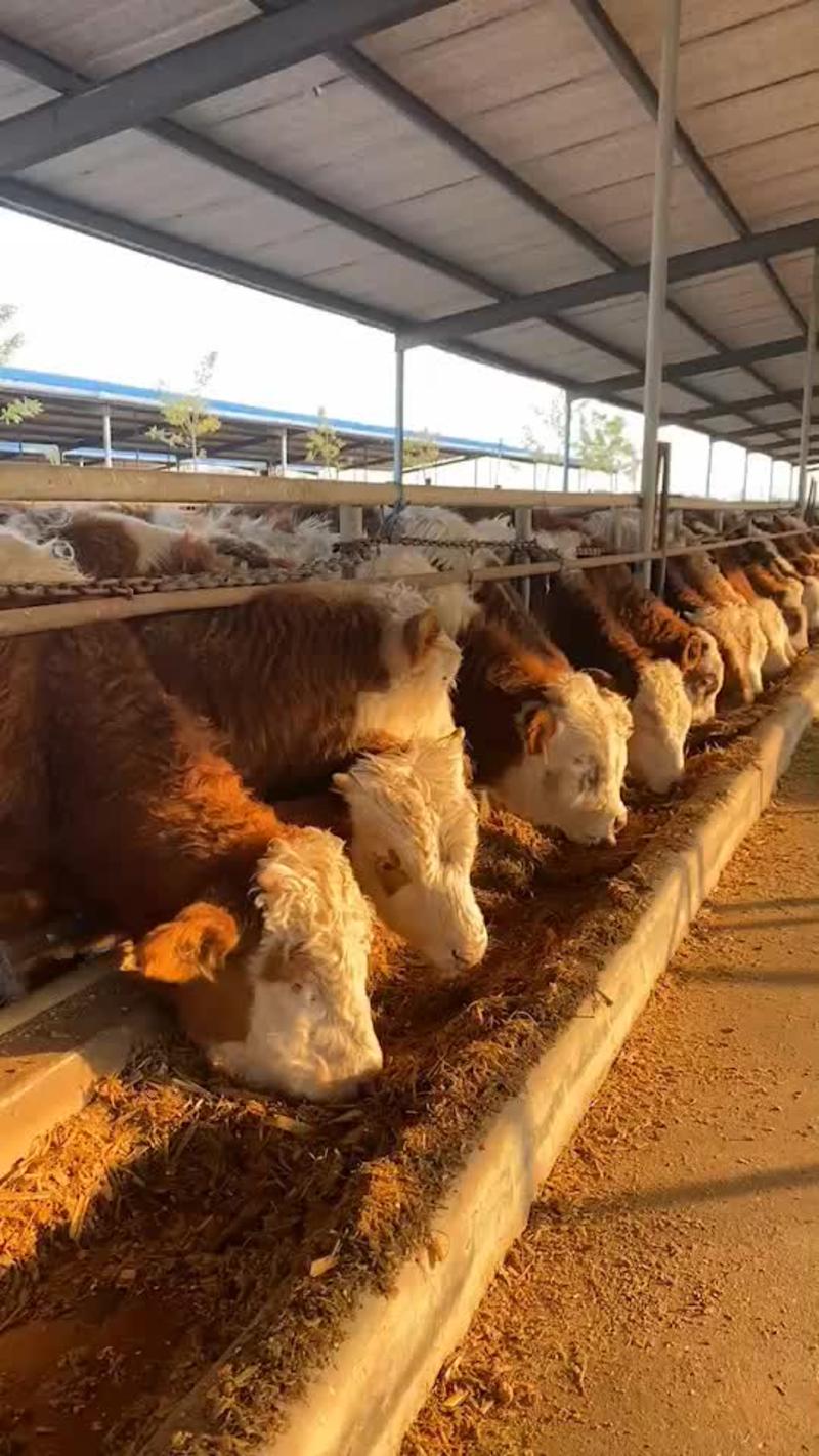西门塔尔牛犊包运输包技术提供养殖技术