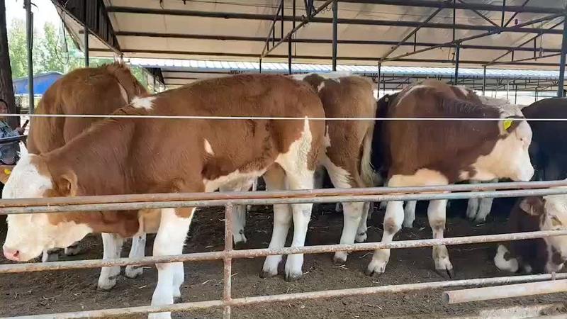 西门塔尔牛犊免费上门提供养殖技术包运输