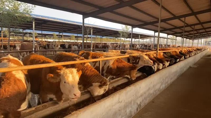 西门塔尔牛犊免费提供养殖技术包运输送货上门