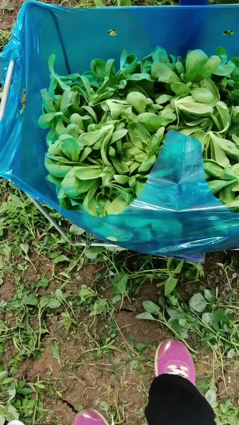 长年供应精品大叶茼蒿，蓬花菜
