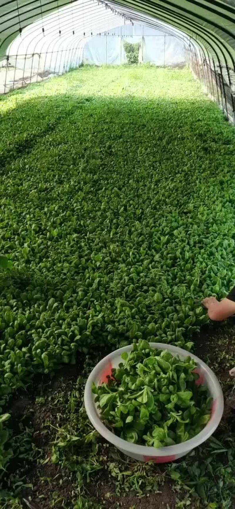 长年供应精品大叶茼蒿，蓬花菜