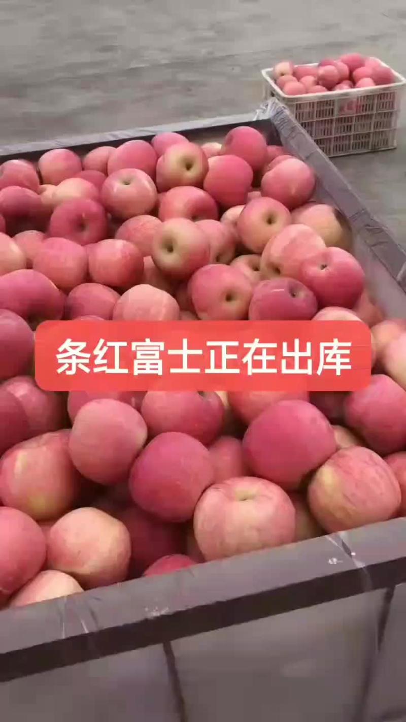 库存红富士苹果价格便宜质量好正在大量出库中。