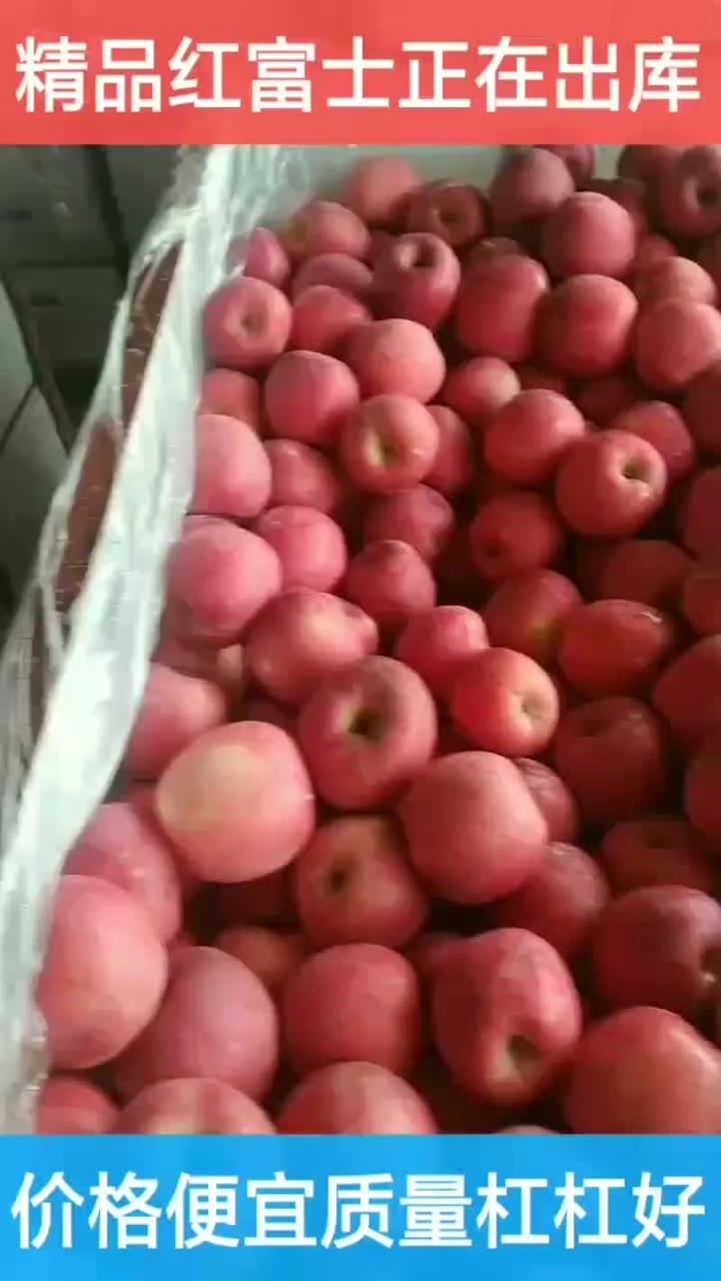 库存红富士苹果价格便宜质量好正在大量出库中。