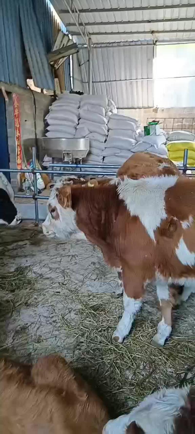 西门塔尔牛犊150~200kg