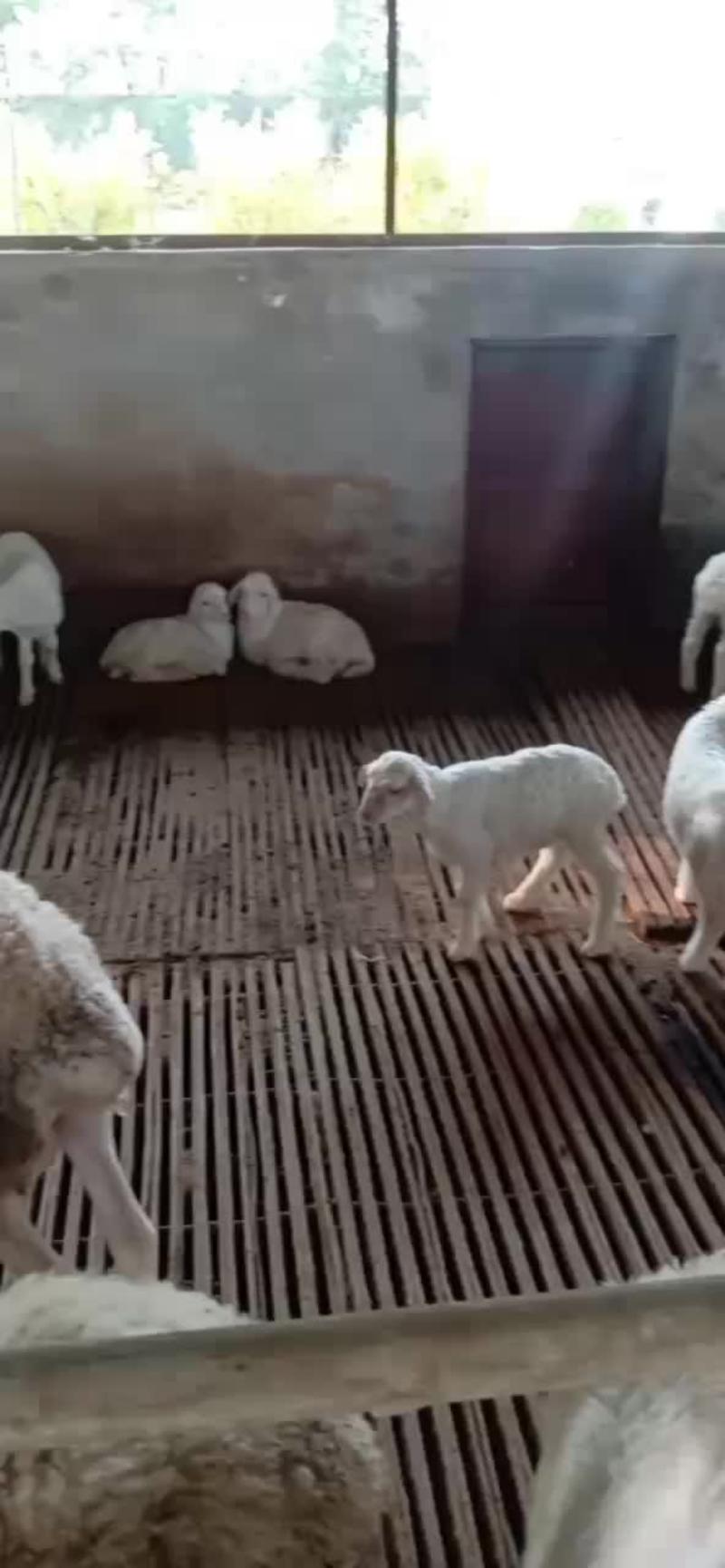 波尔山羊，种公羊，羊羔全国免费运输包成活