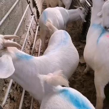 美国白羊基础母羊，多胎多糕，双击双背大体型优质品种，