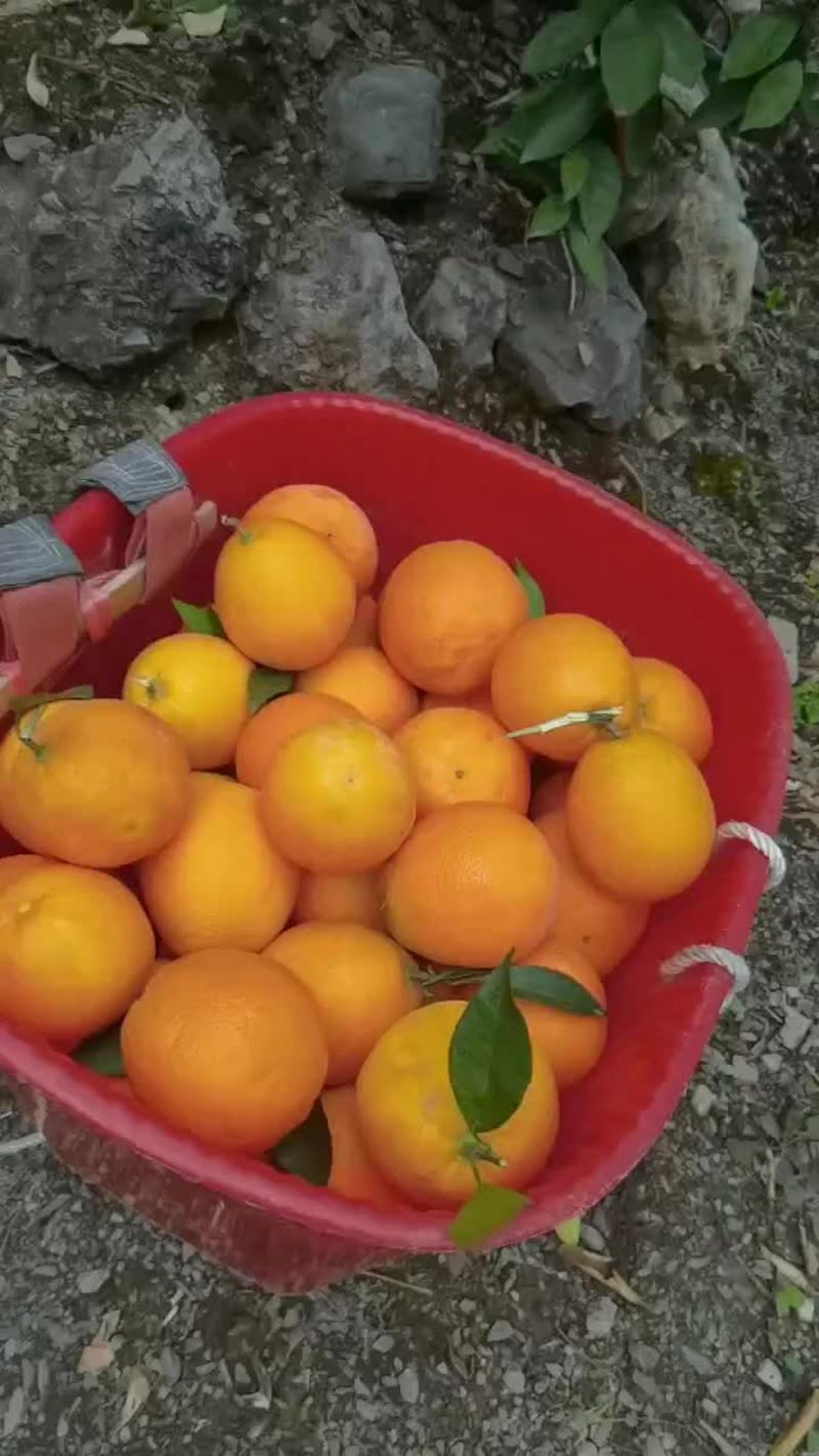 雷波脐橙渡口基地，金沙江边（海拔400米左右）甜度高不酸