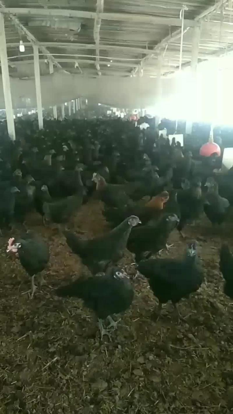 五黑鸡养殖户，品质保障发货到家,诚心做生意，欢迎订购
