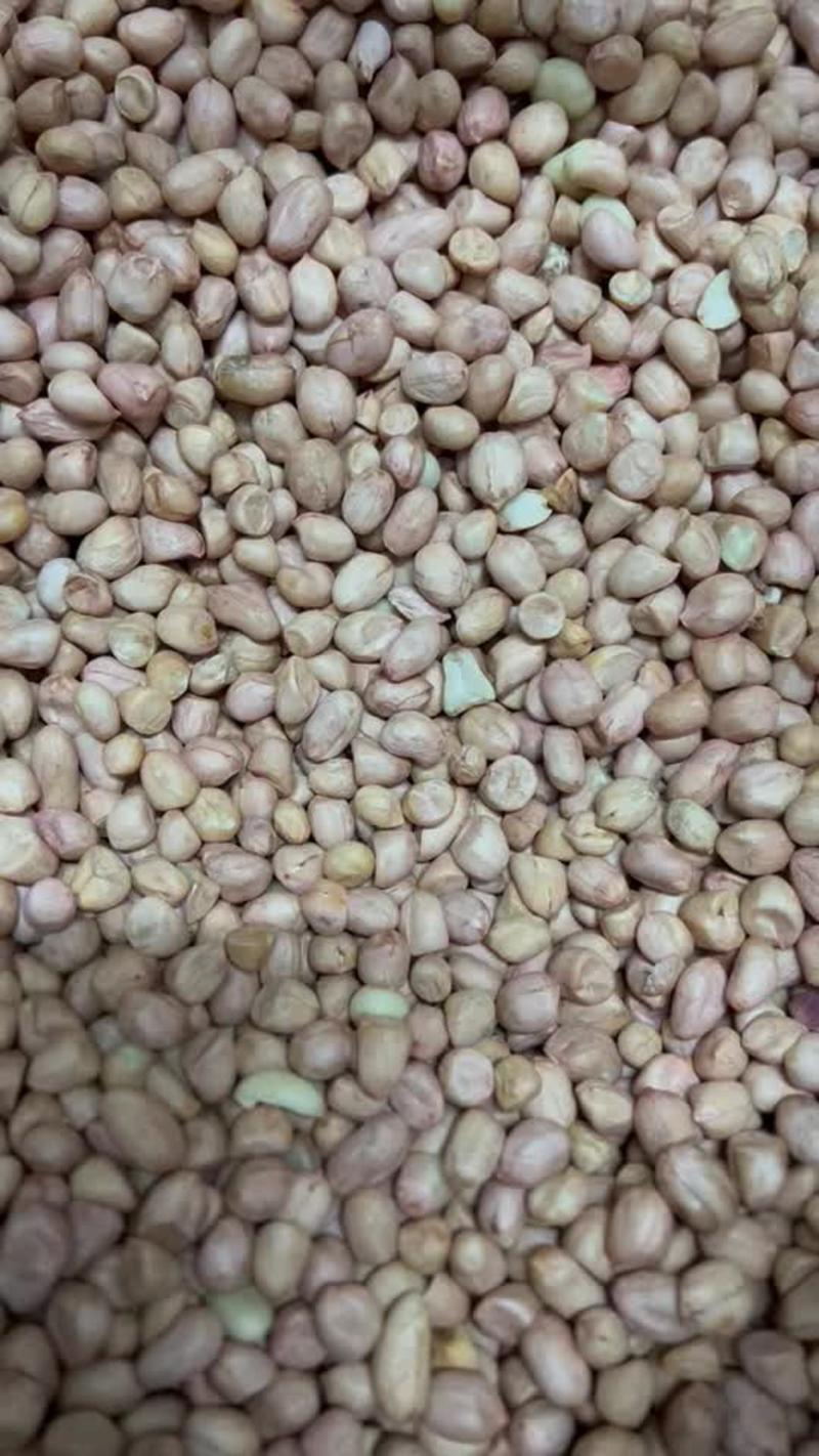 308东北一级花生米，颗粒大，饱满圆润，出油率高。