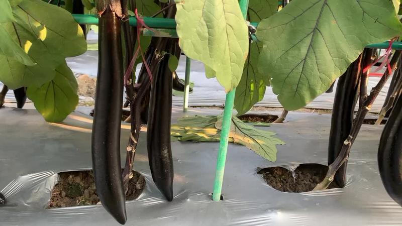 蔬菜基地合作社专用龙盛黑丽长茄子种子油黑亮丽长茄子种子