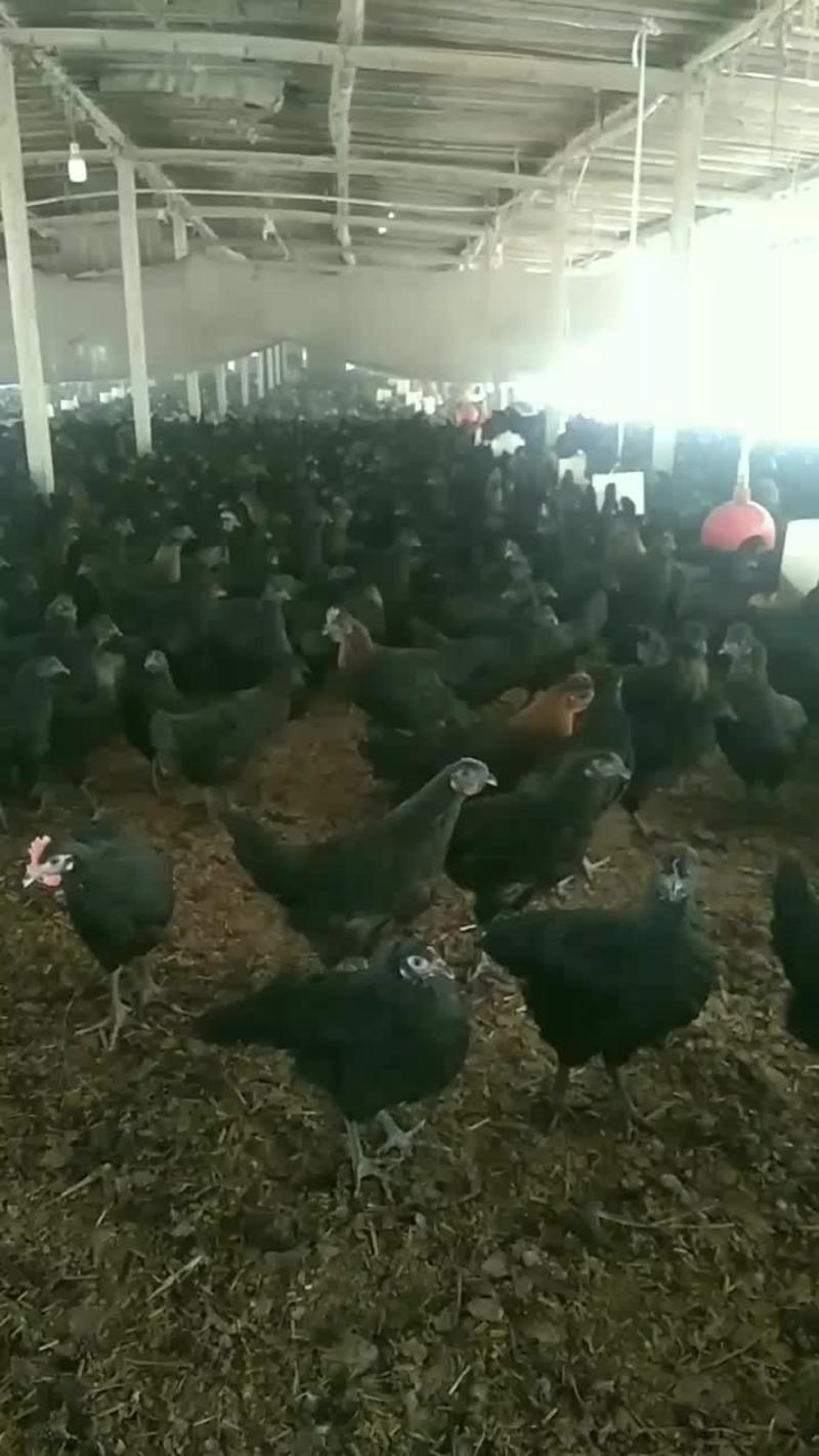 五黑鸡养殖户，品质保障发货到家,诚心做生意，欢迎订购