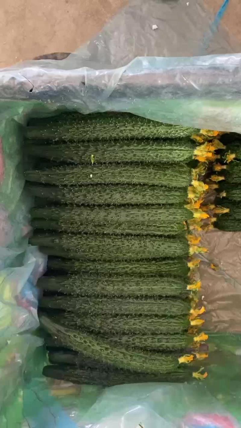 密刺黄瓜，顶花带刺，条直，25公分以上，量大