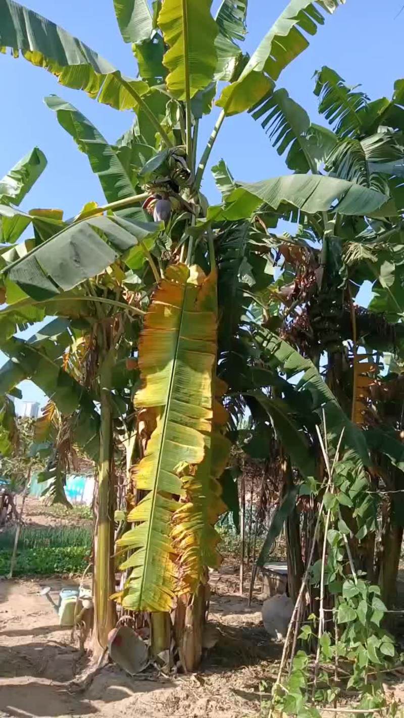 农家自种的香蕉5斤包邮应季水果软香甜非米蕉芭蕉红蕉。