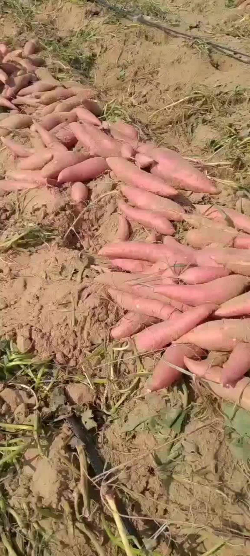 西瓜红红薯纯沙地条形好口感香甜，望电商批发商前来选购，