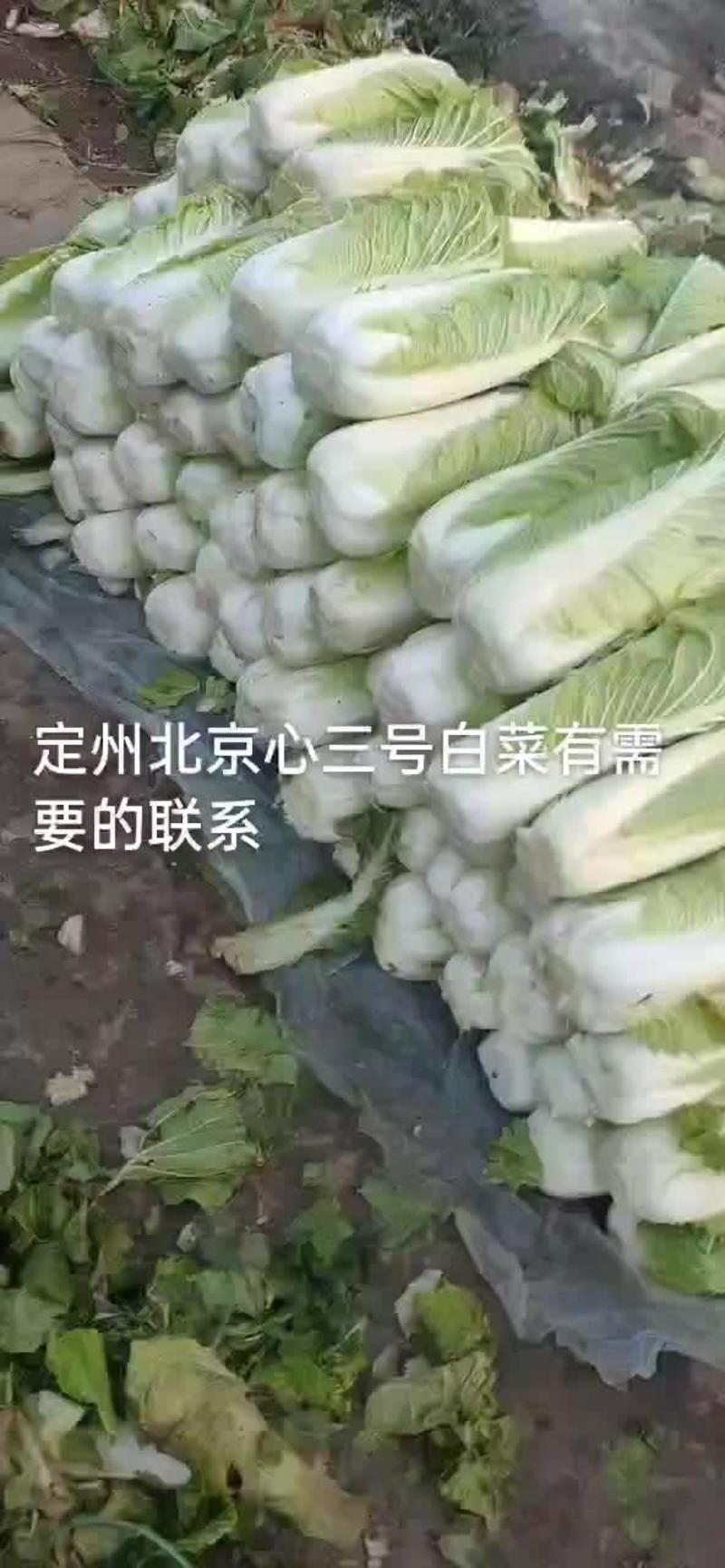 产地北京新三号大白菜