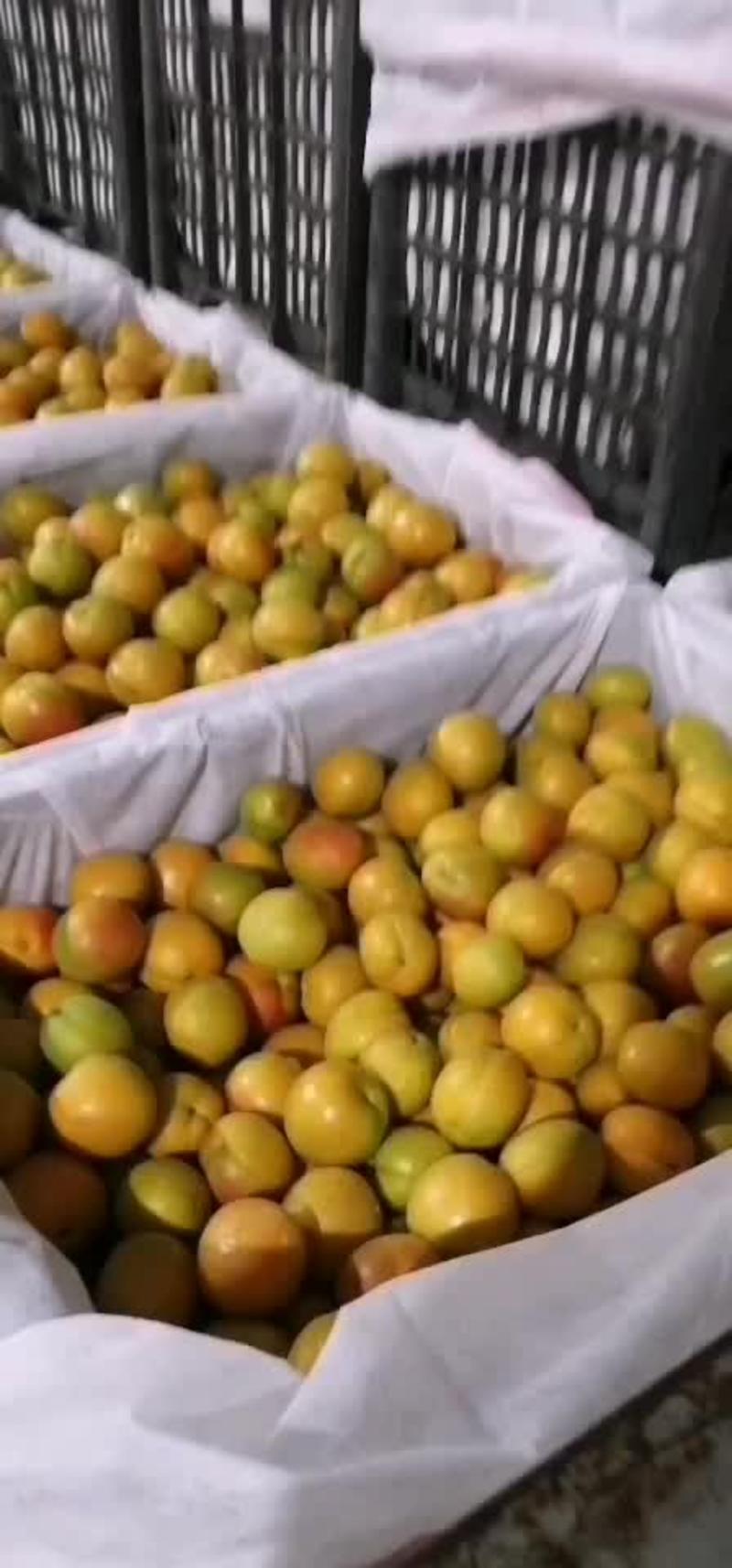 吊干杏，香蜜杏，珍珠油性，6月5日开始成熟300斤起批