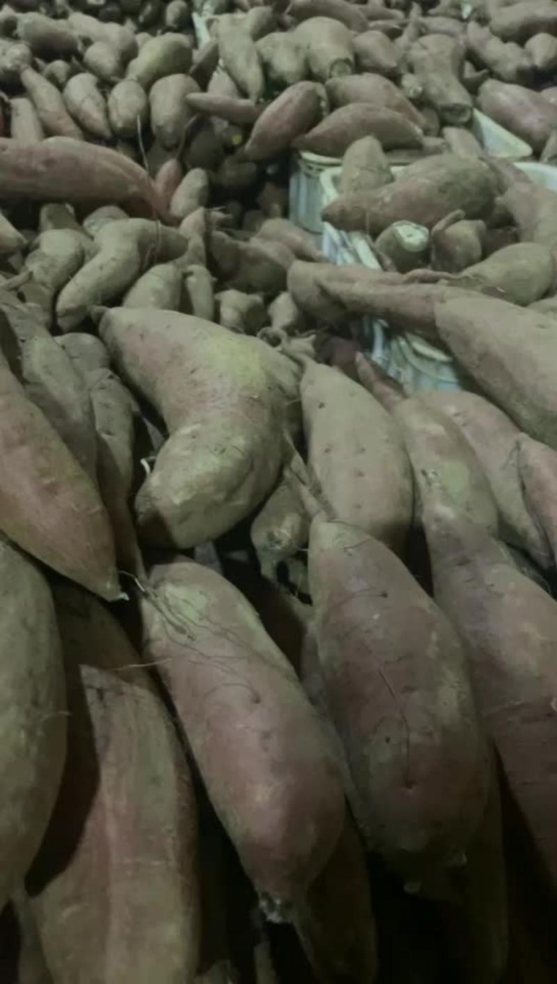 《实力供应商》红薯济薯26大量上市支持，视频看货。