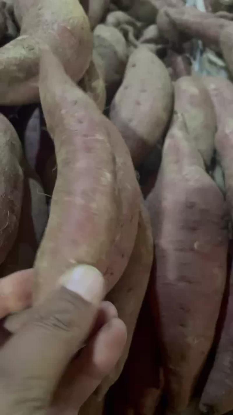 《实力供应商》红薯济薯26大量上市支持，视频看货。