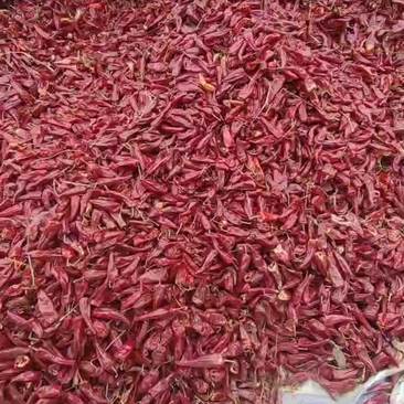 大量供应，人工剪把北京红色度好椒型大有需要请联系。