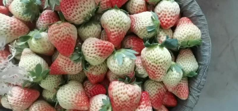 水果皇后，草莓，红颜草莓，产地直发，各种品种草莓欢迎咨询