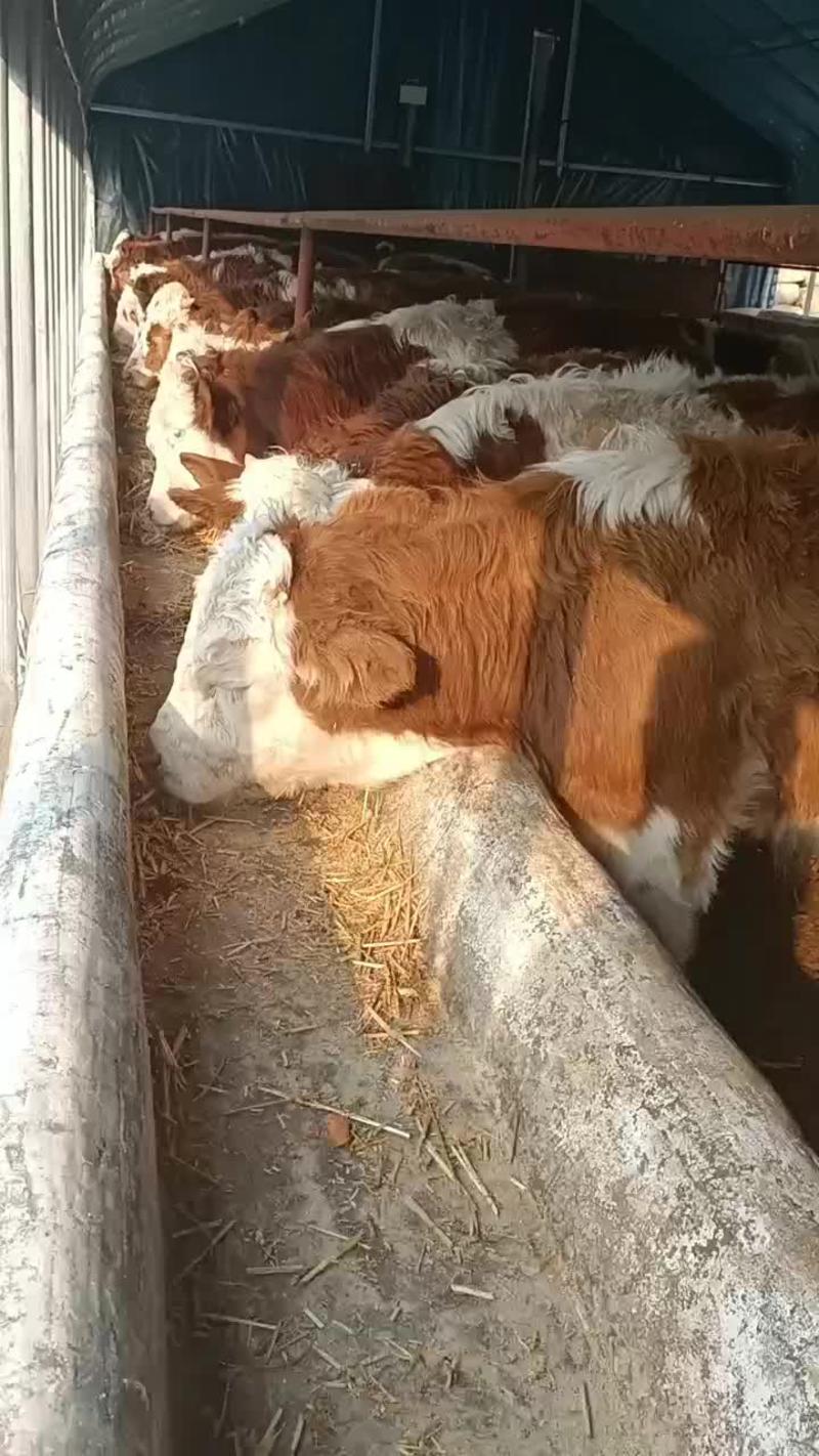广西肉牛犊价格西门塔尔牛养殖场！西门塔尔牛价格！