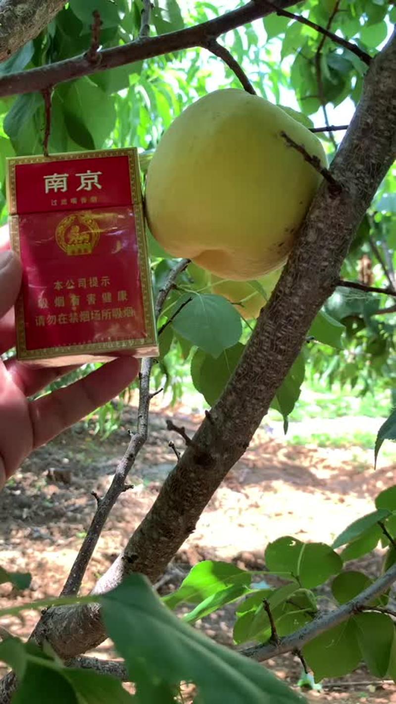 《七两大杏》杏树苗南北方种植当年结果包成活专利品种！