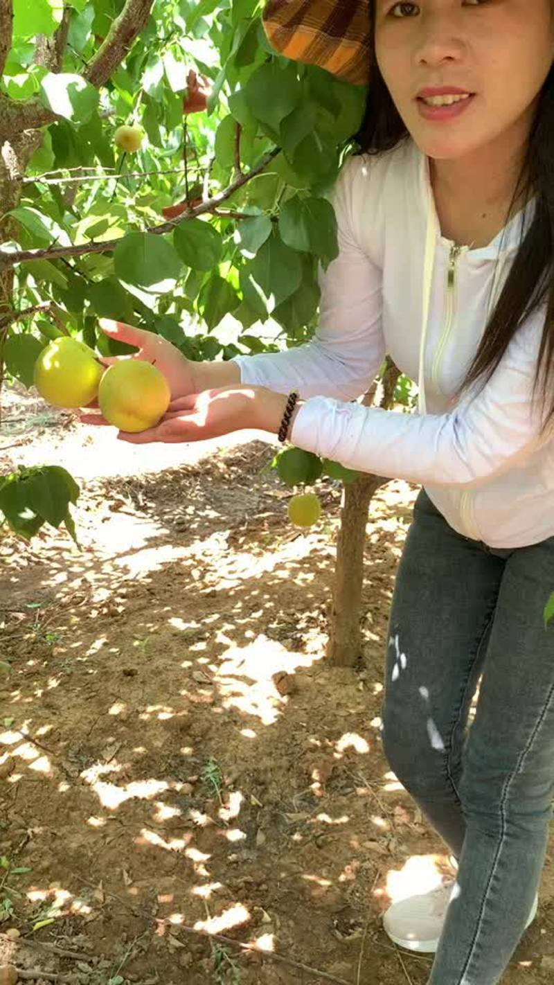 《七两大杏》杏树苗南北方种植当年结果包成活专利品种！