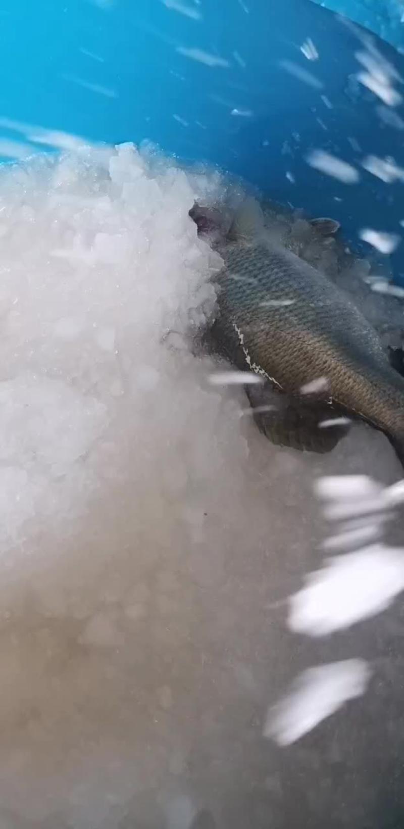 开背海鲈鱼，干冰。18斤下料，毛重20斤