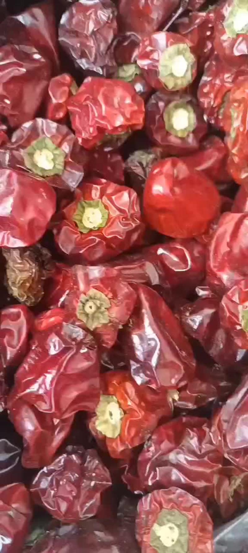 干椒灯笼椒中玉艳红朝天椒供应市场长期有货成色漂亮