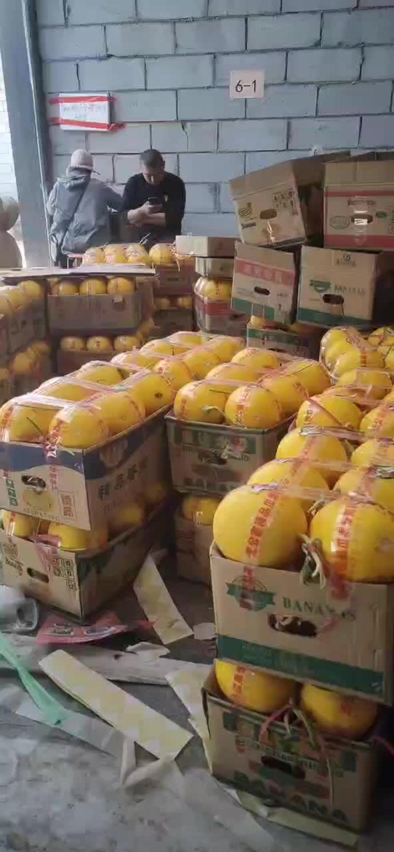 久红瑞香瓜黄河蜜软糯香甜耐运输可供全国批发市场