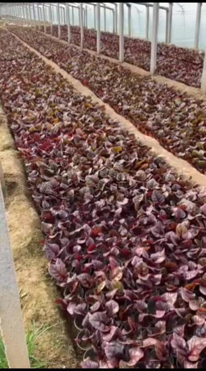 红叶甜菜自产自销红叶甜菜种植基地。300万处理