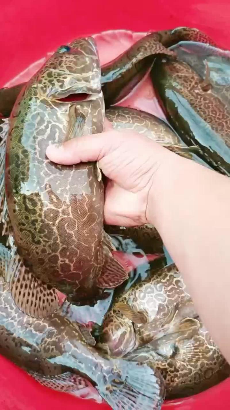 斑鳜鳜鱼
