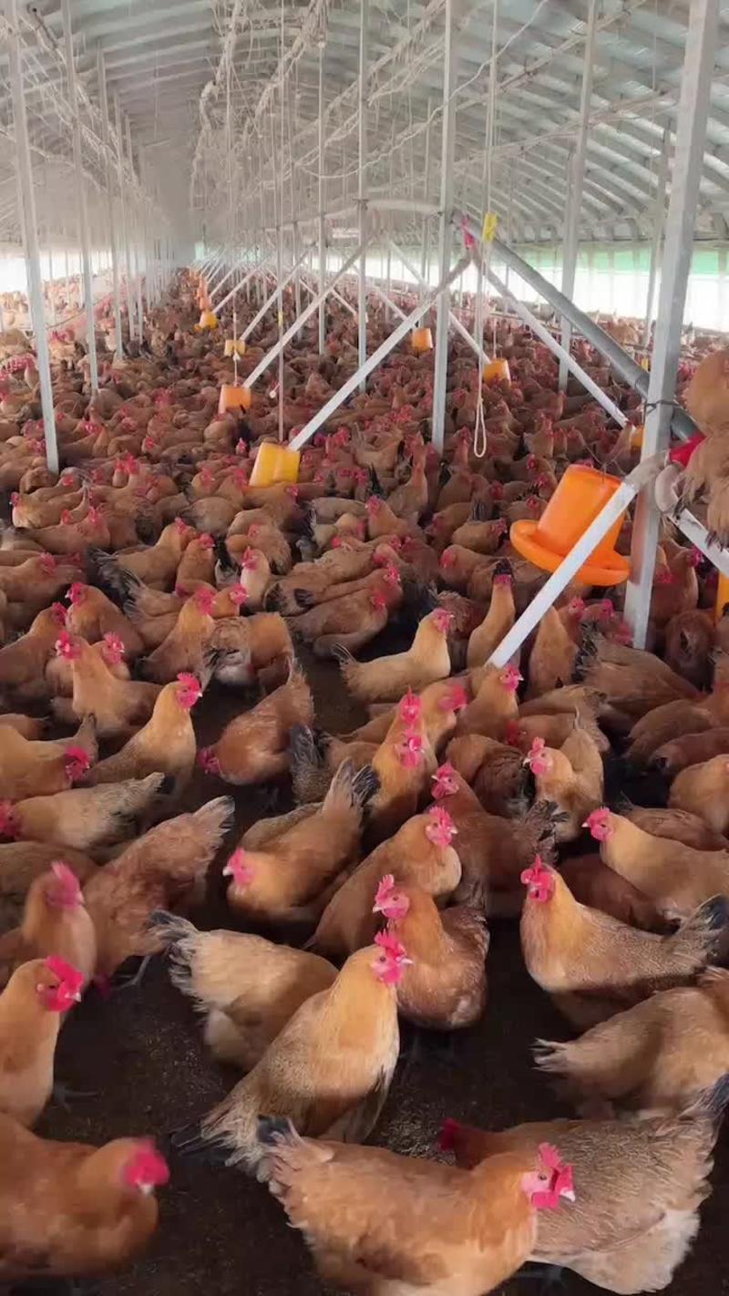 安徽散养草山八个月散养黄油老母鸡常年供应