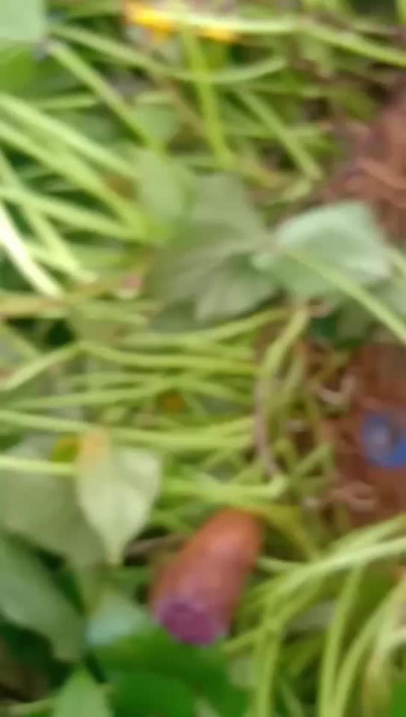 西瓜红苗，紫罗兰苗，济薯26苗，凌紫苗灵紫脱毒原种红薯苗