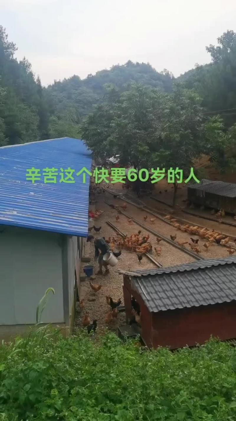 贵州农里鸿绿壳土鸡蛋农家散养360枚装可物流发货