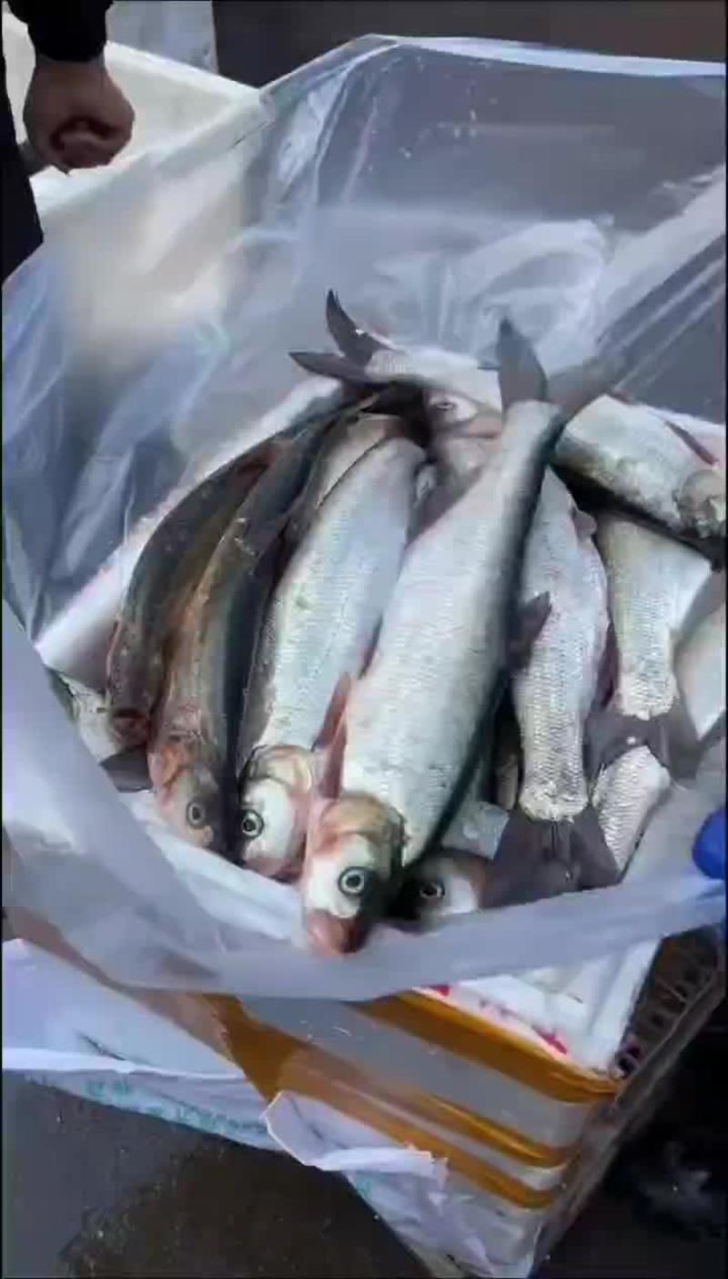 大翘嘴鱼正在上市，每日大量分拣发货，支持看货