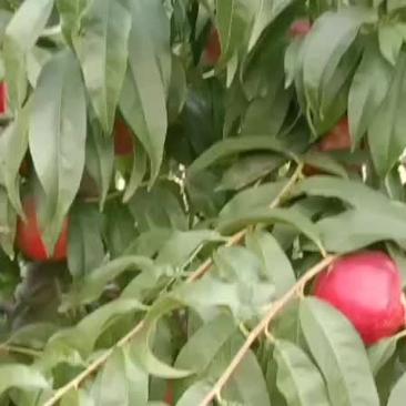 红肉香甜六月底成熟大油桃