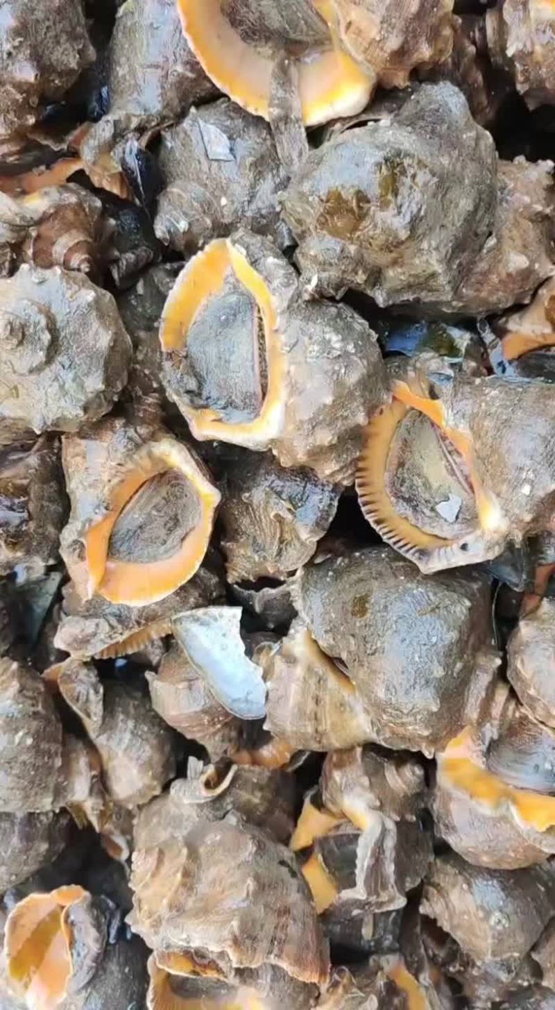 牙签小海螺，小牙豆，鲜活发货，江苏连云港海螺