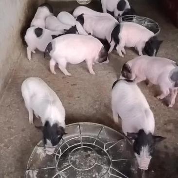 【巴马香猪】八马香猪猪仔养殖检疫过关全国发货提供养殖技术