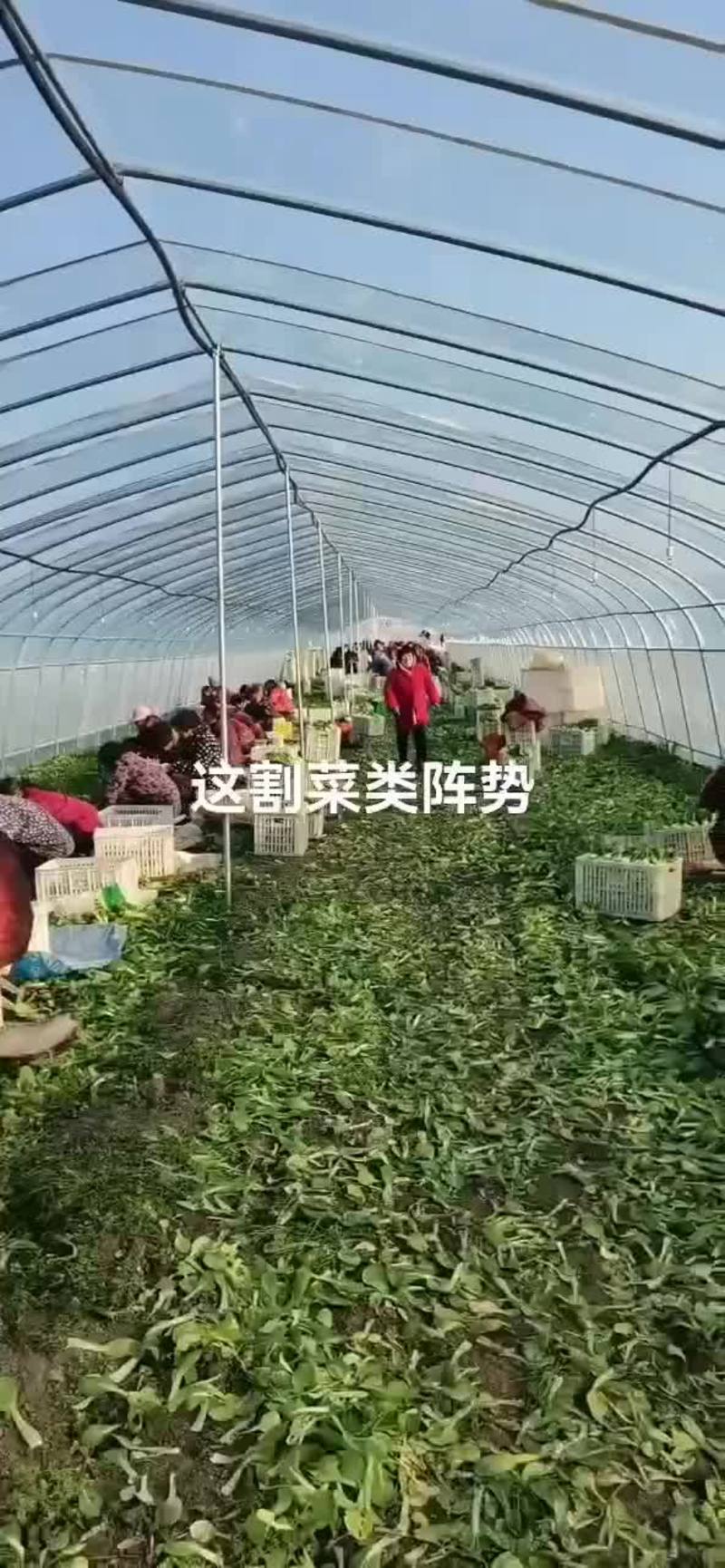 安徽太和县精品小油菜，上海青全国代办，产地直发，价格优惠