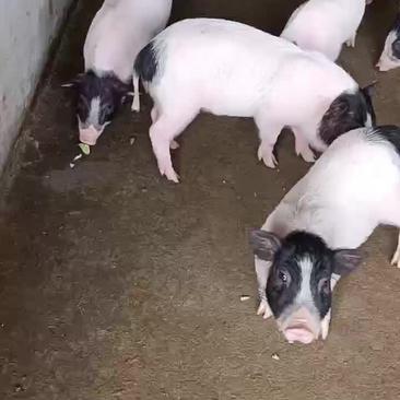 巴马香猪养殖检疫过关全国发货提供养殖技术