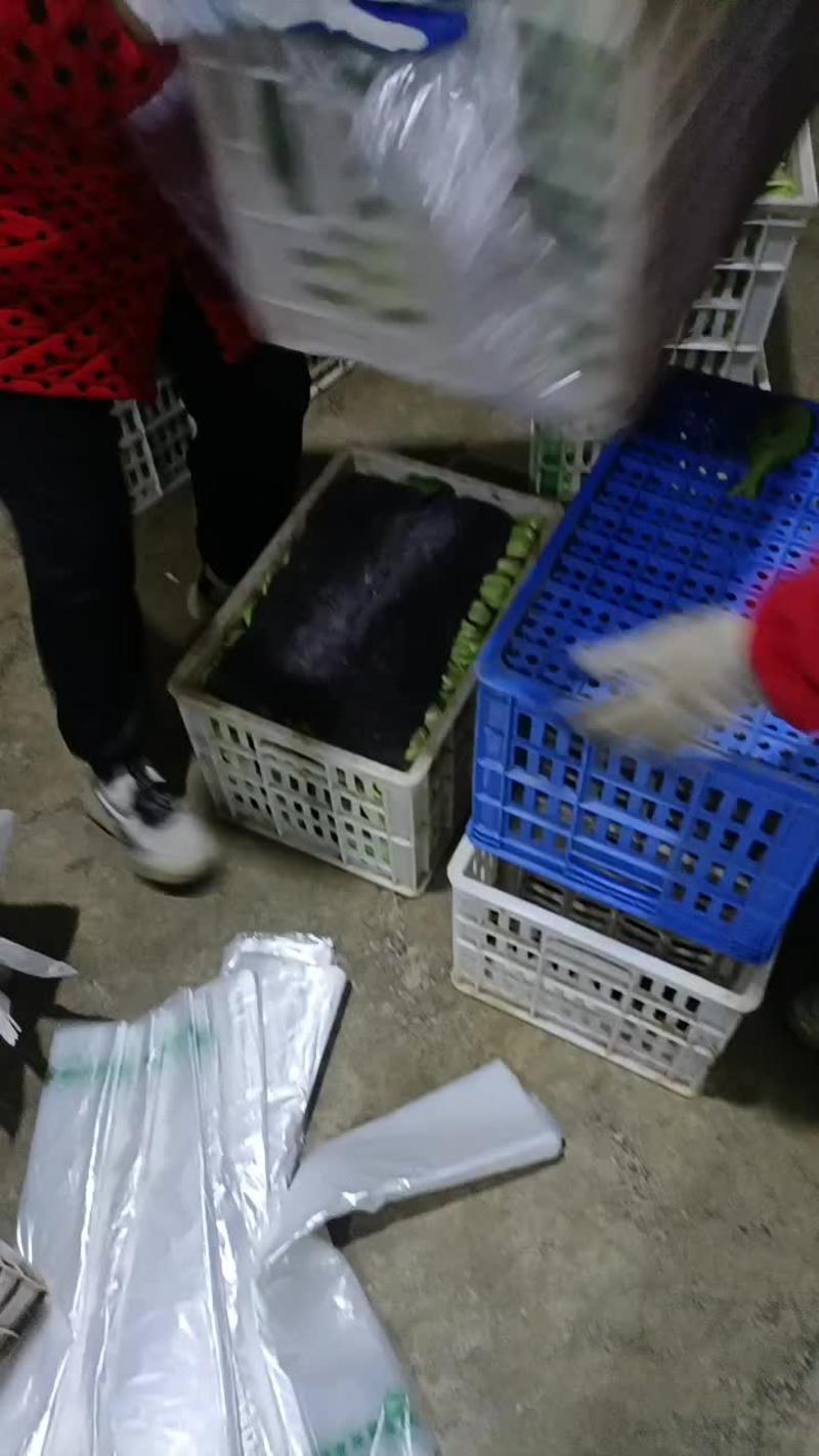 精品小油菜上海青全国各地发货质量保证支持产地看货