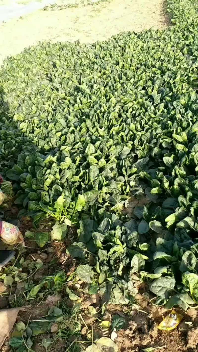 大叶菠菜25~30厘米大量上市供应中、